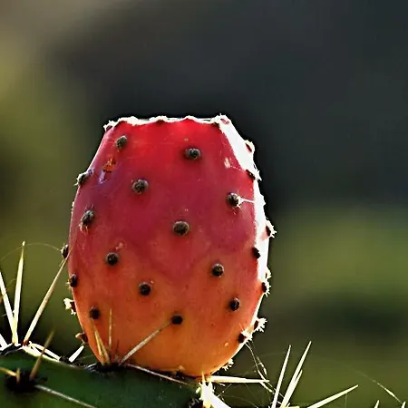 Fraele Acireale
